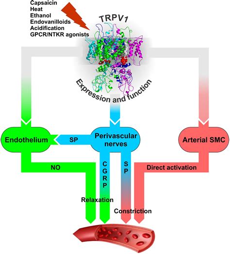 Frontiers Beyond Neuronal Heat Sensing Diversity Of Trpv1 Heat