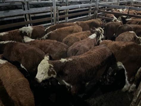 Pen N Hereford Weaner Steers Kg Total Weight Kg