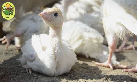 191 Pet Turkey Names Male Female And Funny Ideas 2024