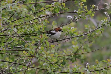 Joe Pender Wildlife Photography May