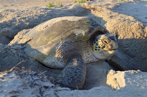 Sea Turtles Cape Hatteras National Seashore U S National Park Service