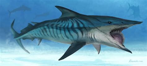 Helicoprion Size