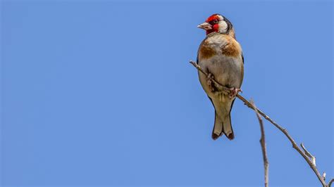 Pourquoi Les Oiseaux Disparaissent De Nos Campagnes Housekeeping