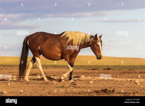 Wild Horse Stallion Stock Photo Alamy