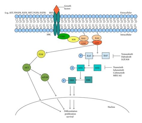 Cell Signalling Map Kinase Signaling With Phospho Elisa