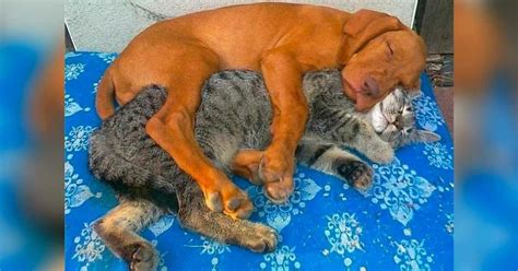 Dog and cat cuddling : r/aww