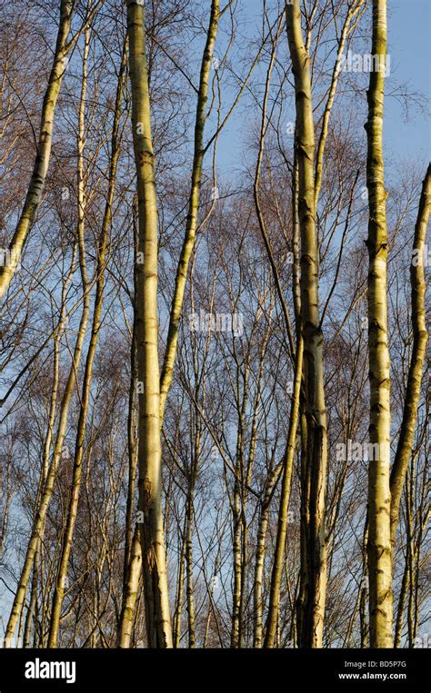 Birch Trees In Winter Stock Photos And Birch Trees In Winter Stock Images