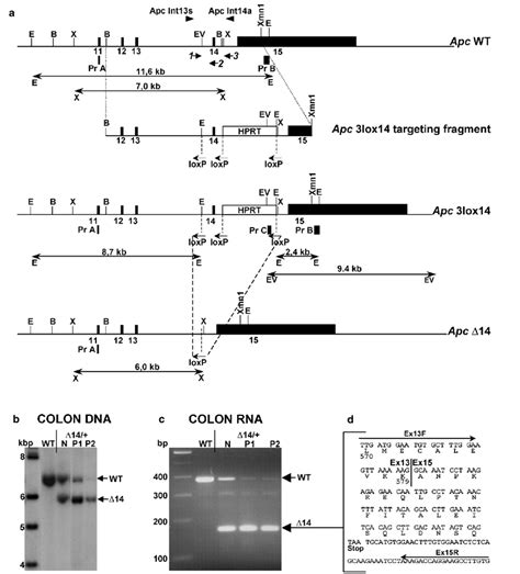 Generation Of The Apc14 Allele And Analysis Of Apc Inactivation In