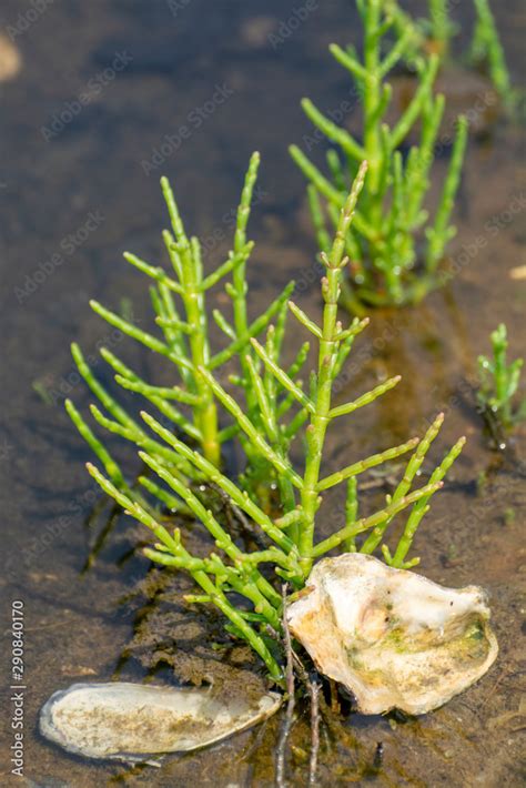 Salicornia edible plants grow in salt marshes, beaches, and mangroves, calles also glasswort ...