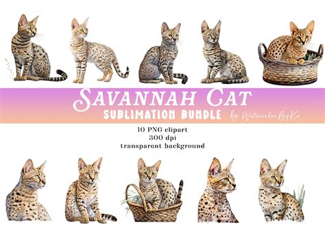 Watercolor Savannah Cat Bundle Clipart Gráfico por WatercolorByKr