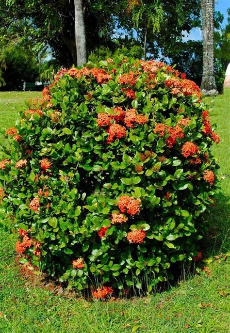 Ixora Maui Red Care And Growing Guide Balcony Garden Web