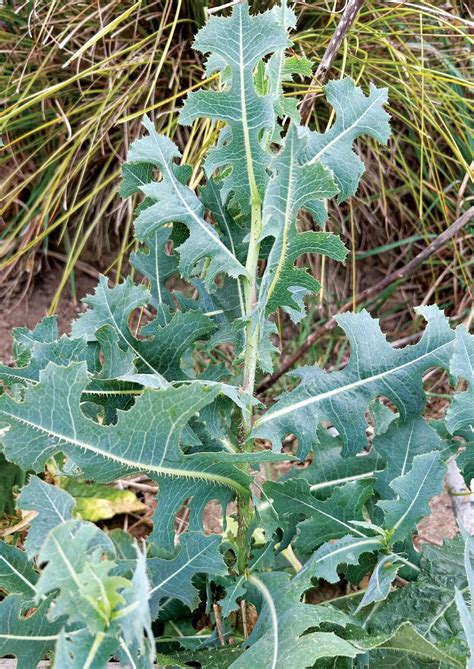URBAN FORAGING - Wild Lettuce - Pip Magazine