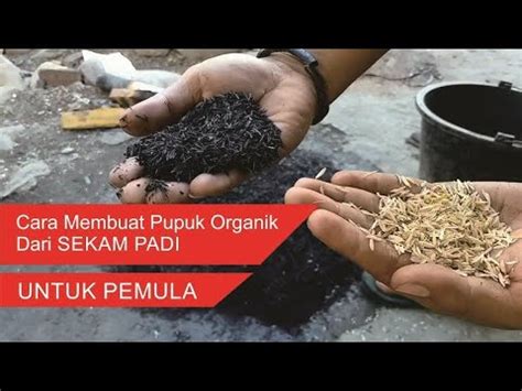 Cara Sederhana Membuat Pupuk Organik Dari Sekam Padi Campuran Media