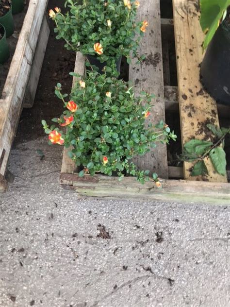 Purslane Rose Moss Portulaca Smarty Plants Nursery