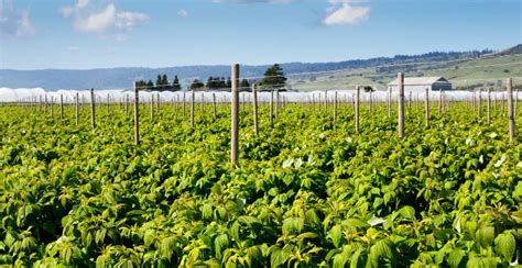 What are Blackberries? How to Plant, Grow, and Harvest Blackberries - Gardeners' Magazine