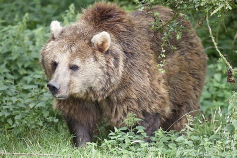 Eurasian Bear Facts: Animals of Europe - WorldAtlas