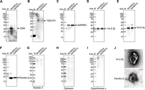 Western Blot Analysis Of Evs Purified From Rhipicephalus Download