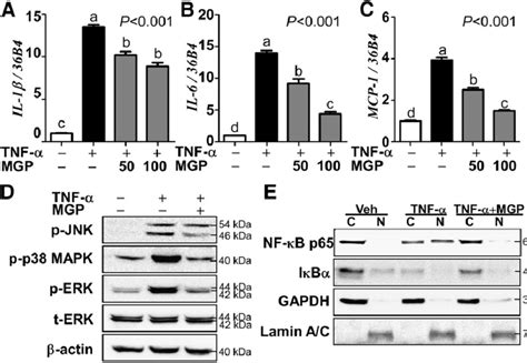 Tnf Ainduced Proinflammatory Gene Expression Mapk And Nf Kb