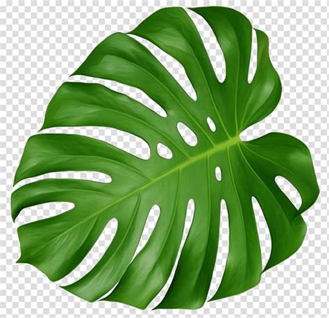 Monstera Leaf Clip Art Cut Out