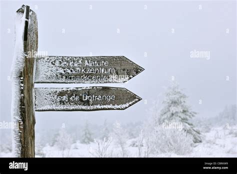 Panneau gelé recouvert de glace à la réserve naturelle des Hautes Fagnes / Hautes Fagnes dans la ...