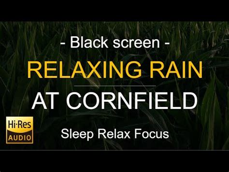 Black Screen Rain At Cornfield Rain Sound Sleep In Minutes Rain