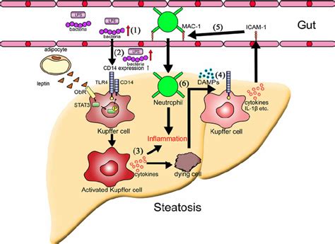 Proposed Mechanisms Of Intestinal Microbiota Induced Inflammation In