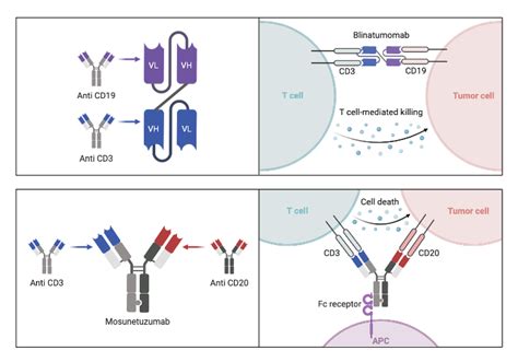 Bispecific Antibody Design | BioRender Science Templates