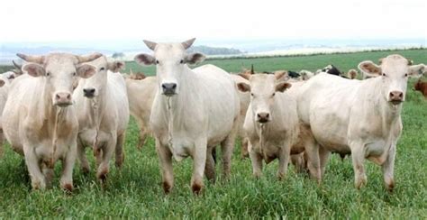 Boi An Lise Conjuntural Agromensal Cepea Esalq Usp Brasilagro