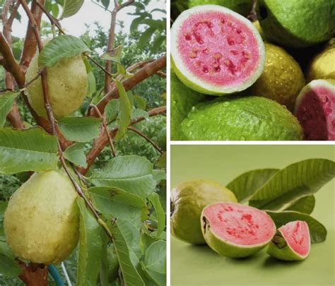 M S De Semillas De Rboles Frutales De Guayaba Para Plantar Yaxa