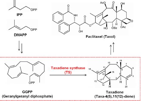 Taxadiene [taxa 4 5 11 12 Diene] Synthesis By Taxadiene Synthase In Download Scientific