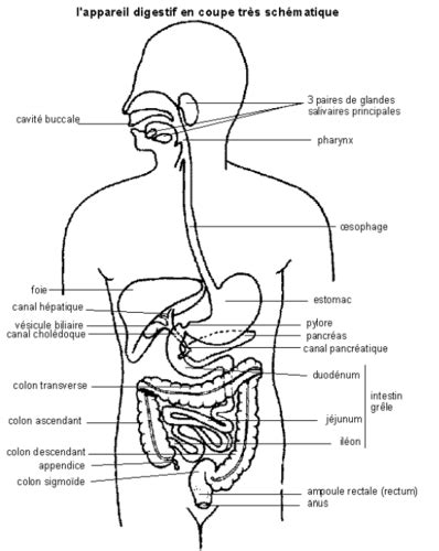 1 2 L Appareil Digestif Cartes Quizlet