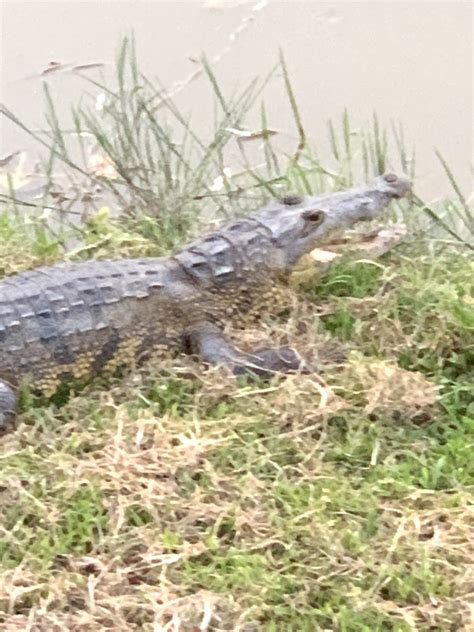 Morelet S Crocodile From Parque La Polvora Villahermosa TAB MX On