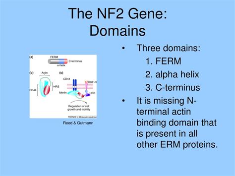 PPT NF2 Merlin And Neurofibromatosis 2 PowerPoint Presentation Free