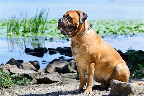 Bullmastiff Ra As De Cachorro