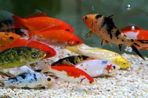 Big Colorful Koi Carp — Stock Photo © Yuyang 4484747