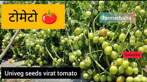 टोमेटो शेतकरी 🍅 जबरदस्त प्लॉट Univeg Seeds Farmer Baba Youtube