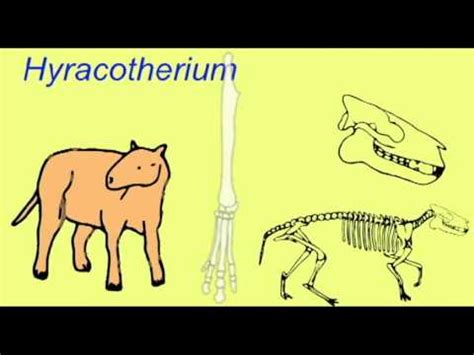 HORSE EVOLUTION: Hyracotherium - YouTube