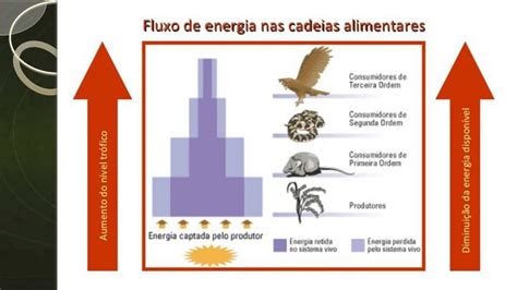 Como Os Seres Vivos Obtém Energia