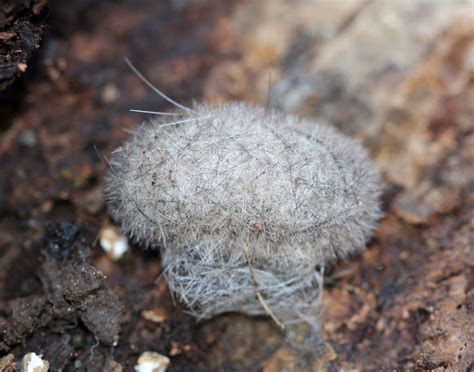 Hickory Tussock Moth: Identification, Life Cycle, Facts & Pictures