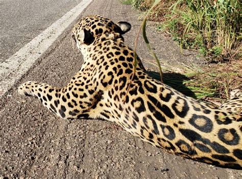 Onça pintada morre após ser atropelada em rodovia na região central do