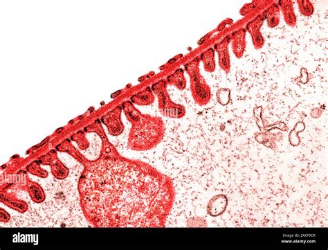 Kidney Basement Membrane Coloured Transmission Electron Micrograph