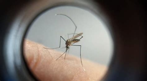 Dengue Brasil chega a 75 mortes confirmadas e meio milhão d