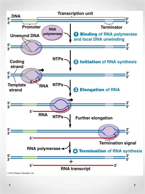 Prokaryotic transcription