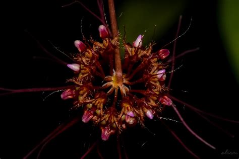 Bulbophyllum Gracillimum Azhar Ismail Flickr