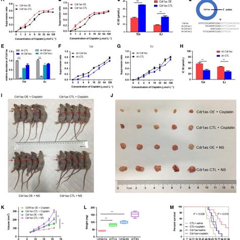 Cdr As Enhances The Cisplatin Chemosensitivity In Vitro And In Vivo