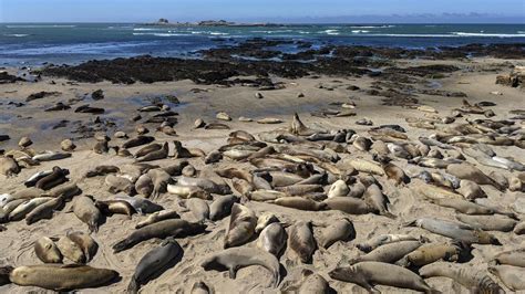 Northern Elephant Seals Sleep In The Deep To Avoid Predators Bbc News