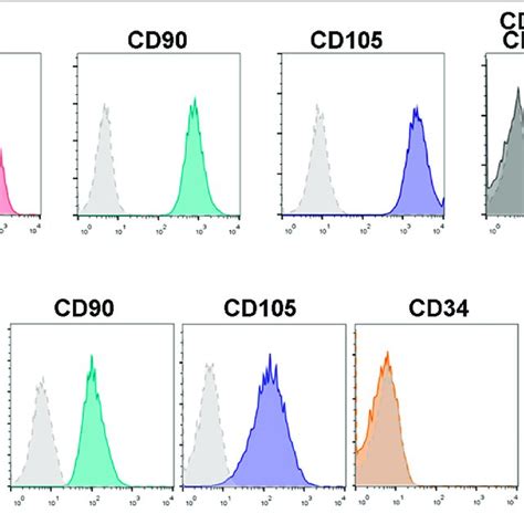 Immunophenotypical Analysis Of Human And Mouse Bm Mscs Mscs Isolated Download Scientific