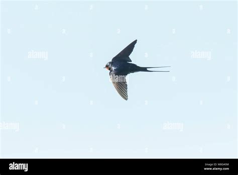 Barn swallow flight hi-res stock photography and images - Alamy