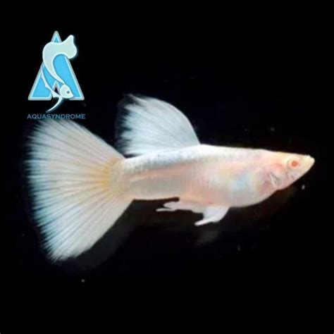 Jual Ikan Guppy Albino Full Platinum AFP Ikan Hias Air Tawar