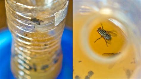 Diy Fly Trap To Get Rid Of Flies And Fruit Fly Youtube